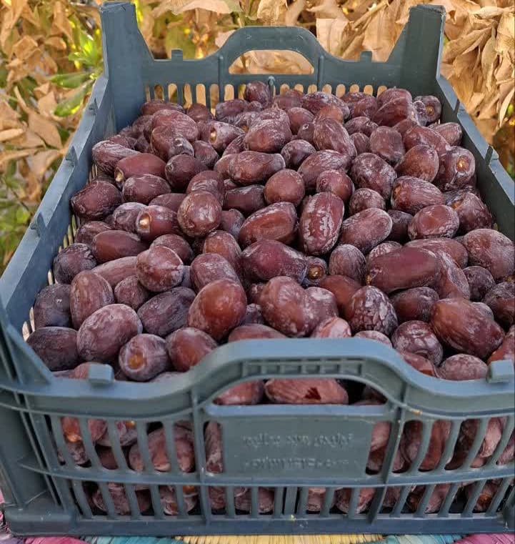 خرما کلوته 5 کیلویی — تصویر ۸