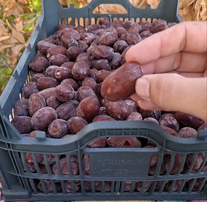 خرما کلوته 5 کیلویی — تصویر ۷