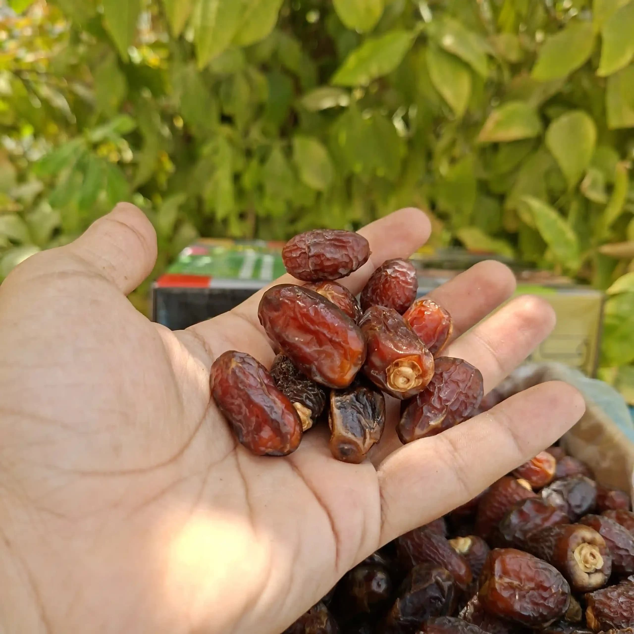 خرما بریمی 1کیلویی آجیلی — تصویر ۵