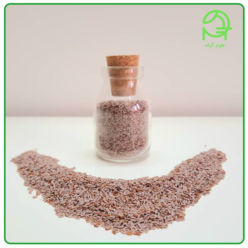 اسفرزه چیست؟ فواید، طریقه مصرف و موارد کاربرد