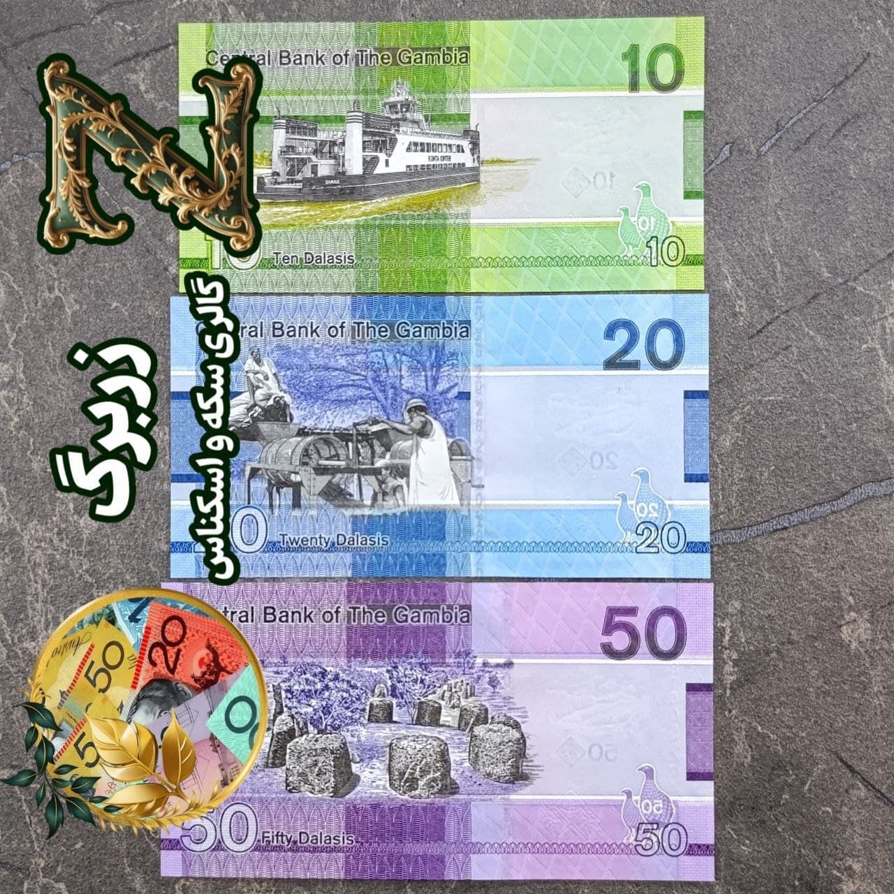 نیم ست سه برگی دالاسی گامبیا — تصویر ۳