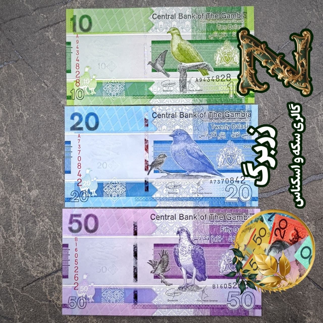 نیم ست سه برگی دالاسی گامبیا