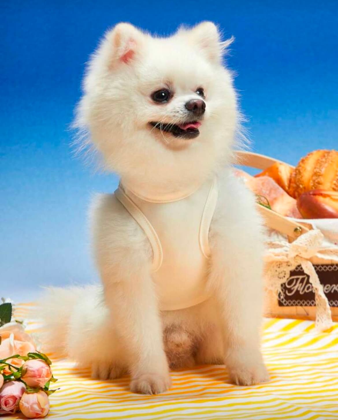 لباس سگ لطیف مثل نفسِ پت شما در lux-pet — تصویر ۳