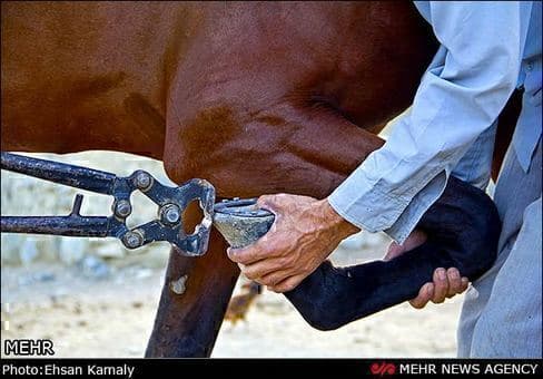 بسته آموزشی نعل بندی اسب