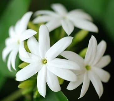 گل یاس (یاس رازقی) — تصویر ۳