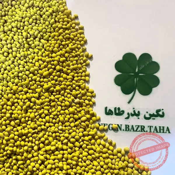 بذر یونجه سی ریور آمریکایی