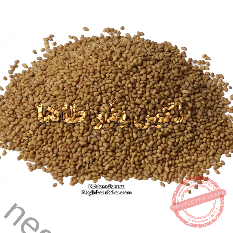 بذر یونجه بغدادی