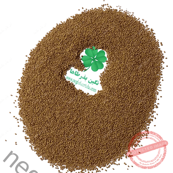 بذر یونجه همدانی