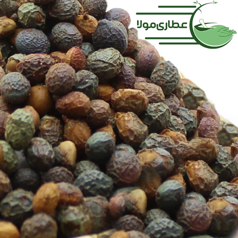 پسته کوهی(بنه) — تصویر ۶