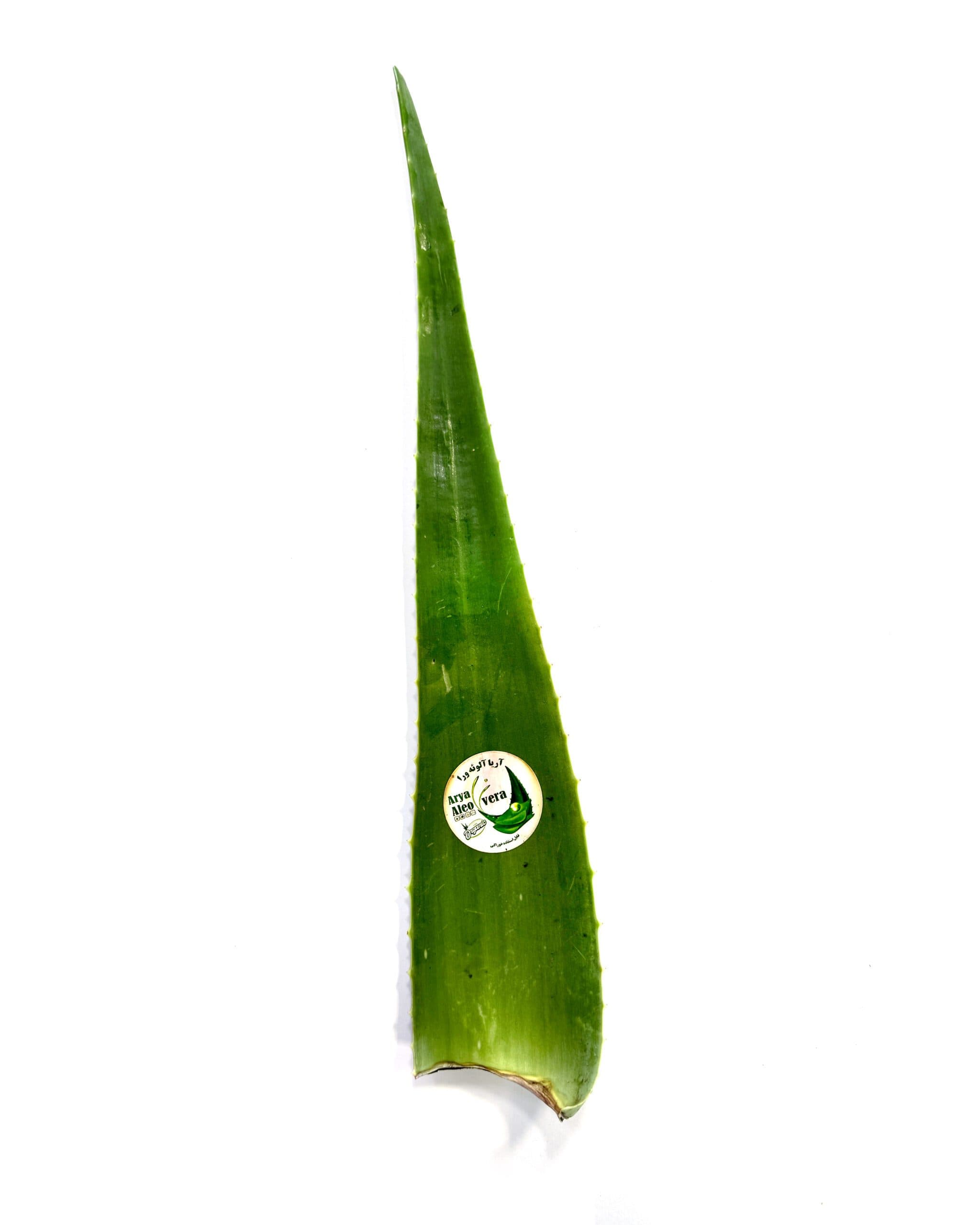 برگ آلوئه‌ورا