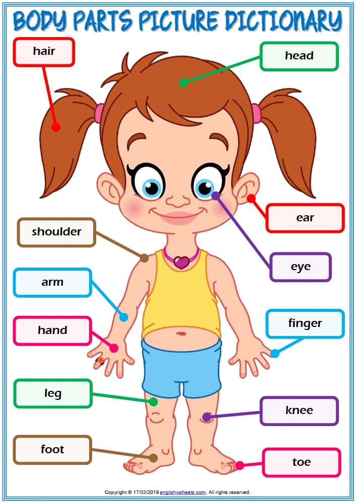 کتاب Body Parts Vocabulary ESL Worksheets Pack (مجموعه کاربرگ های واژگان اعضای بدن) نسخه انگلیسی PDF