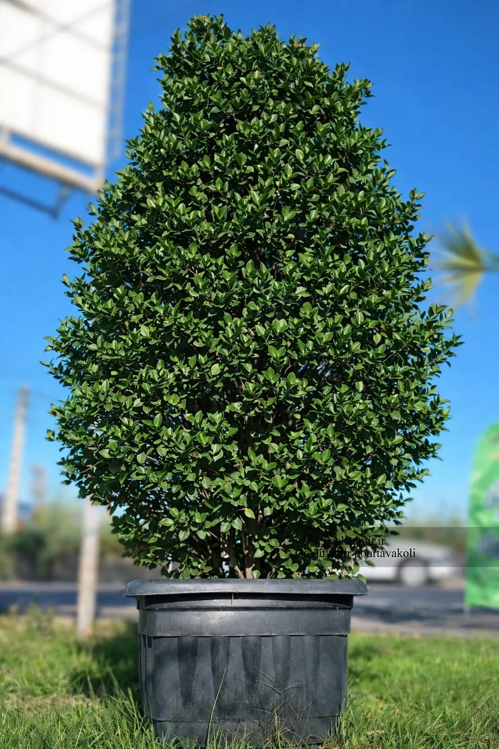 یاس هلندی هرمی بزرگ