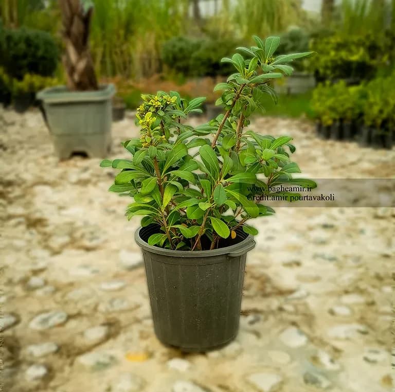 میخک هندی (پیتسپروم)