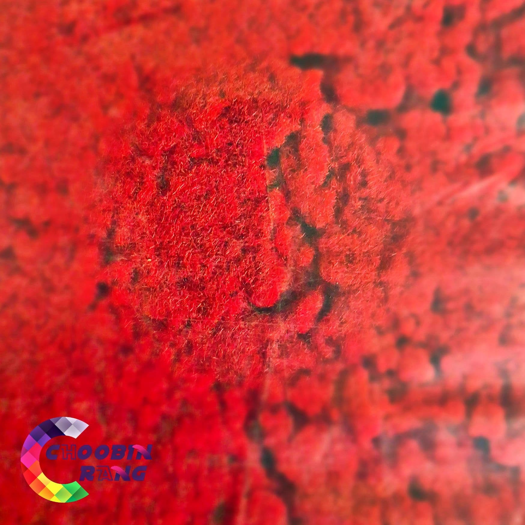 پودر مخمل قرمز ۱۰۰ گرمی — تصویر ۴