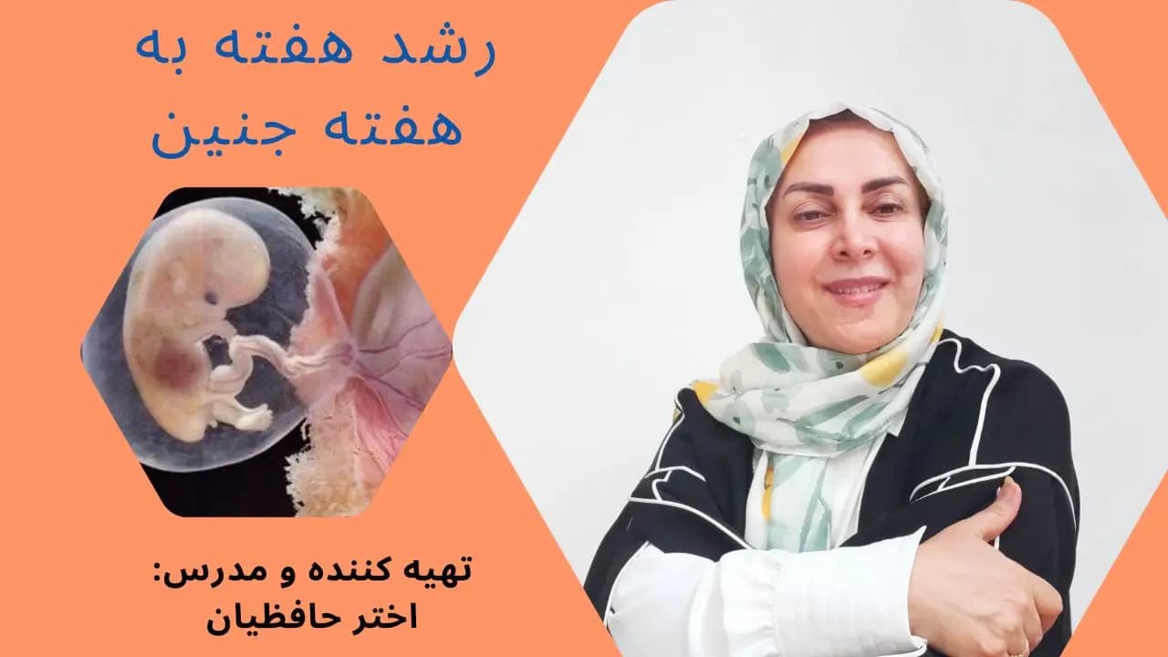 رشد هفته به هفته جنین
