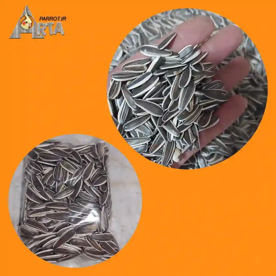 تخمه دور سفید