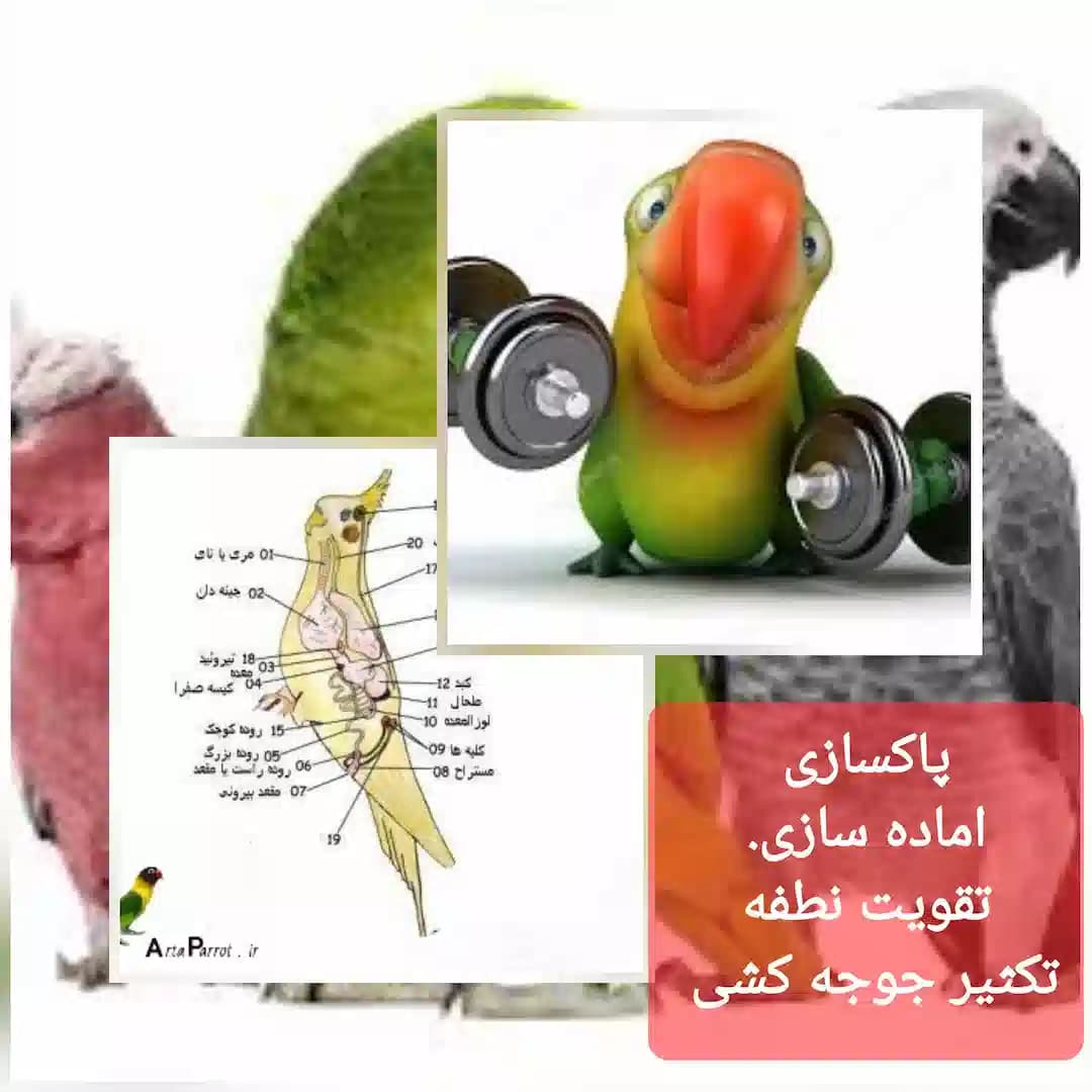 پاکسازی قبل جفت تا جوجه کشی 2