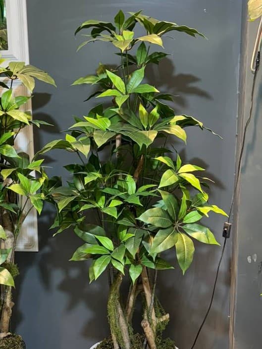 درختچه پاچیرا مصنوعی 170 سانتی متری