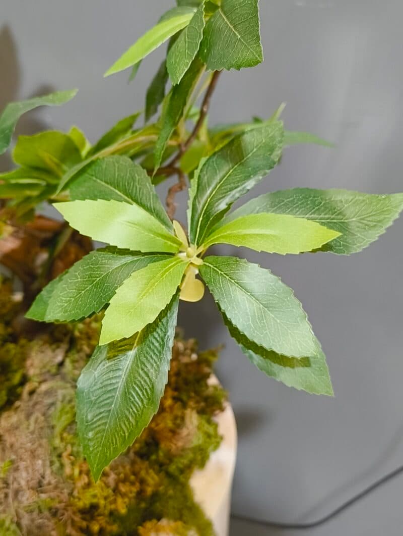 بنسای ارالیا ژاپنی (بنسای ثروت) تک نسخه — تصویر ۵