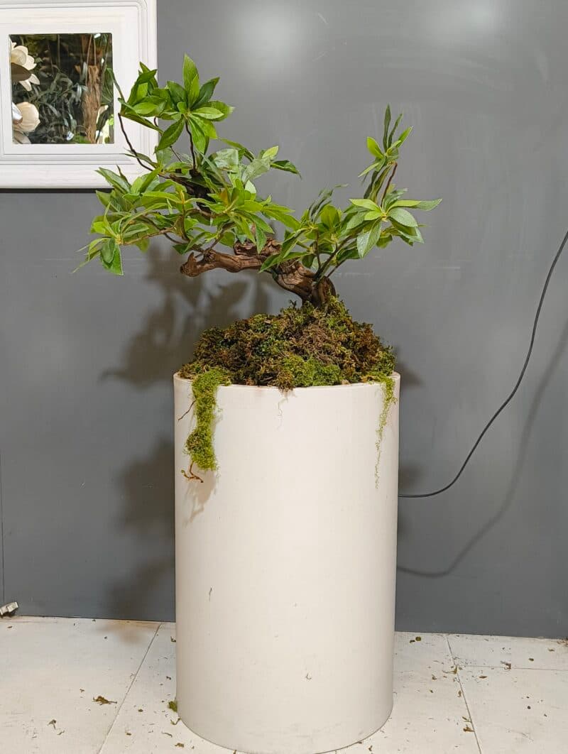 بنسای ارالیا ژاپنی (بنسای ثروت) تک نسخه