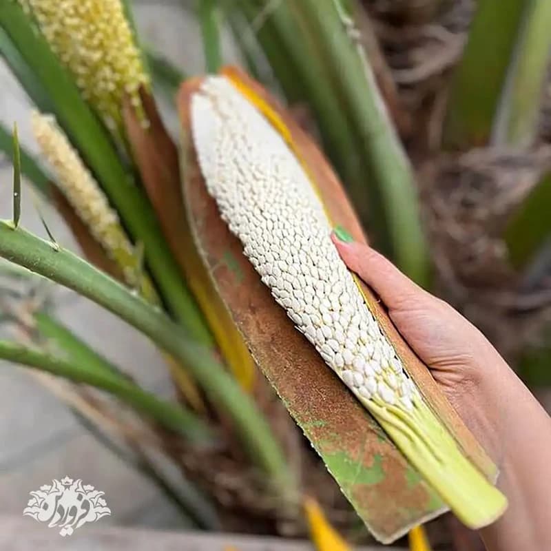 گرده نخل فروردین — تصویر ۶