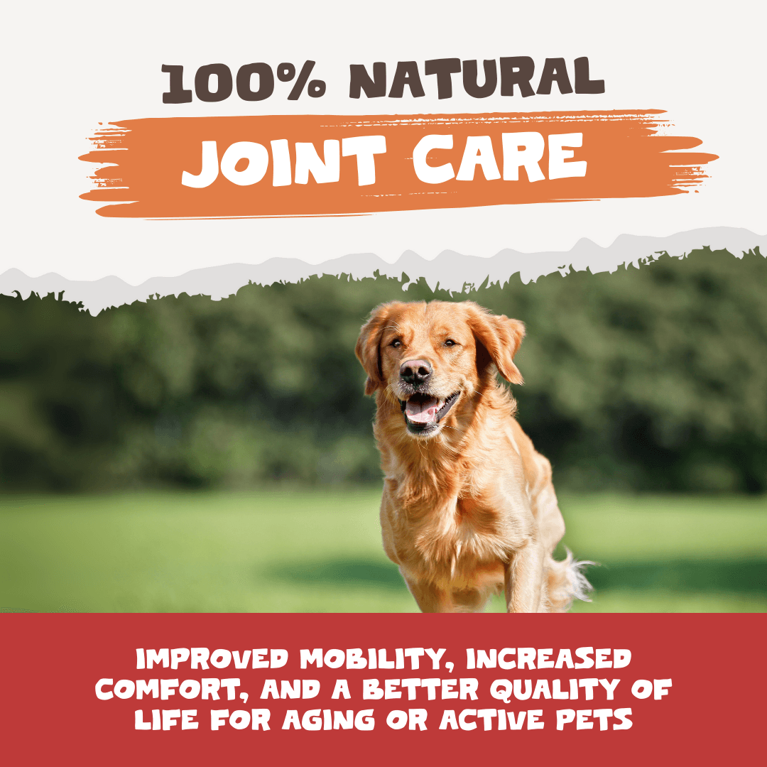 کپسول طبیعی زردچوبه و کورکومین PETS PUREST | ضد التهاب و آنتیاکسیدان قوی | مناسب سگ و گربه — تصویر ۴