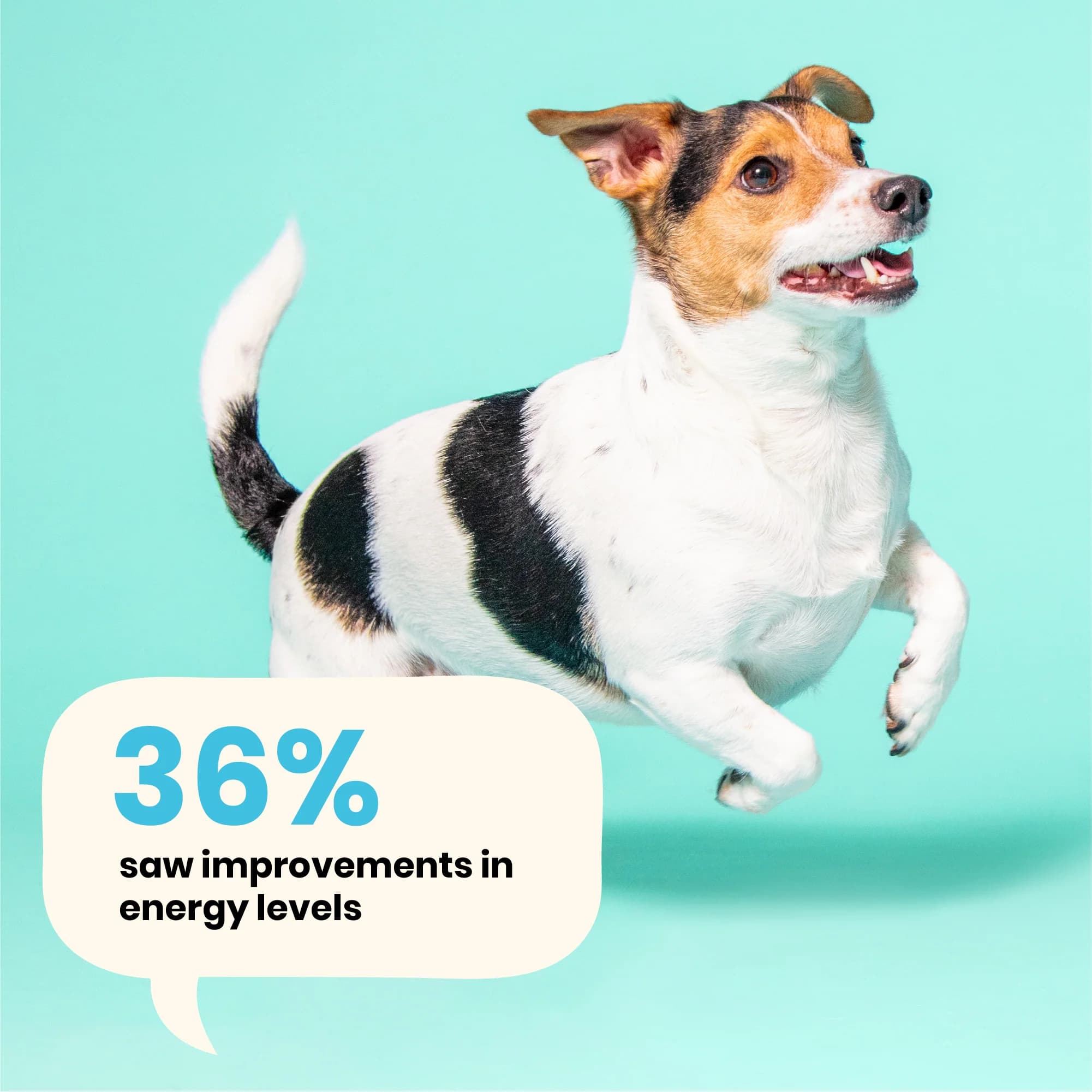 مولتی ویتامین طبیعی سگ Pooch&Mutt Multivitamin Complex | (60عدد) — تصویر ۷
