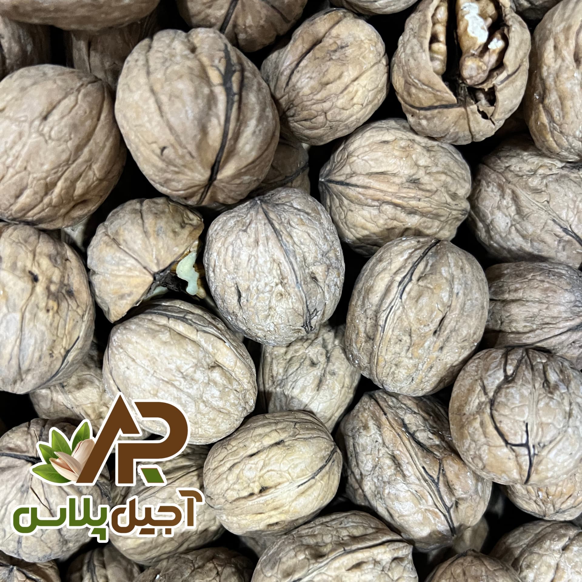 گردو پوست کاغذی خارجی — تصویر ۳