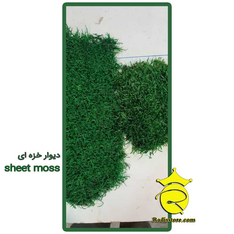 خزه طبیعی تثبیت شده – sheet moss — تصویر ۲