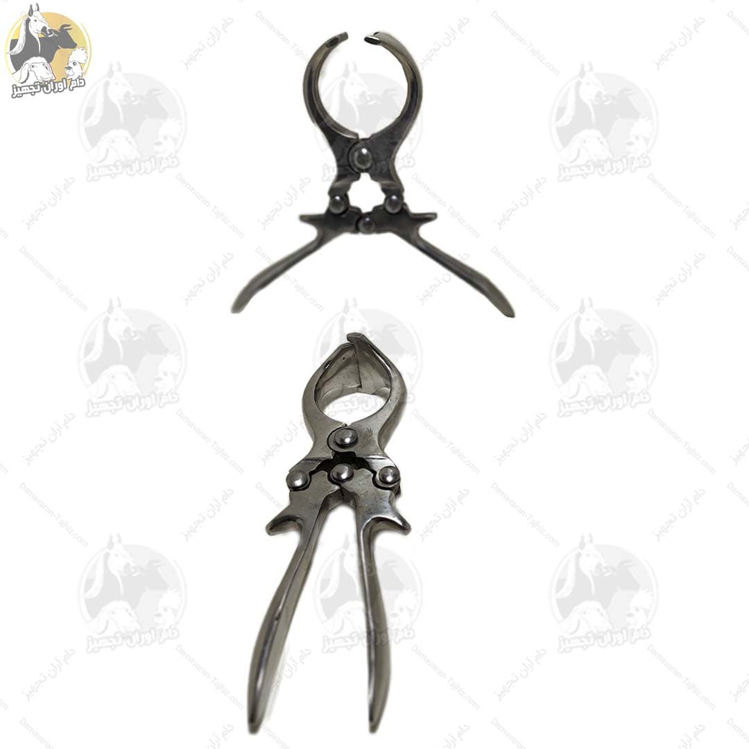 پنس اخته (بوردیزو) گوسفندی — تصویر ۳