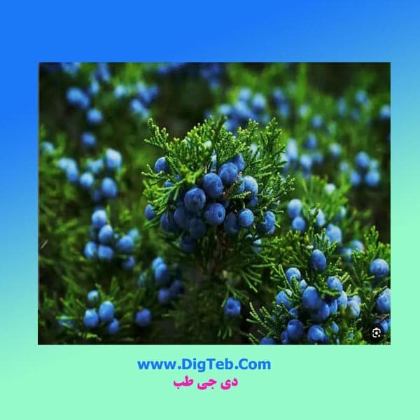 جونیپر — تصویر ۲