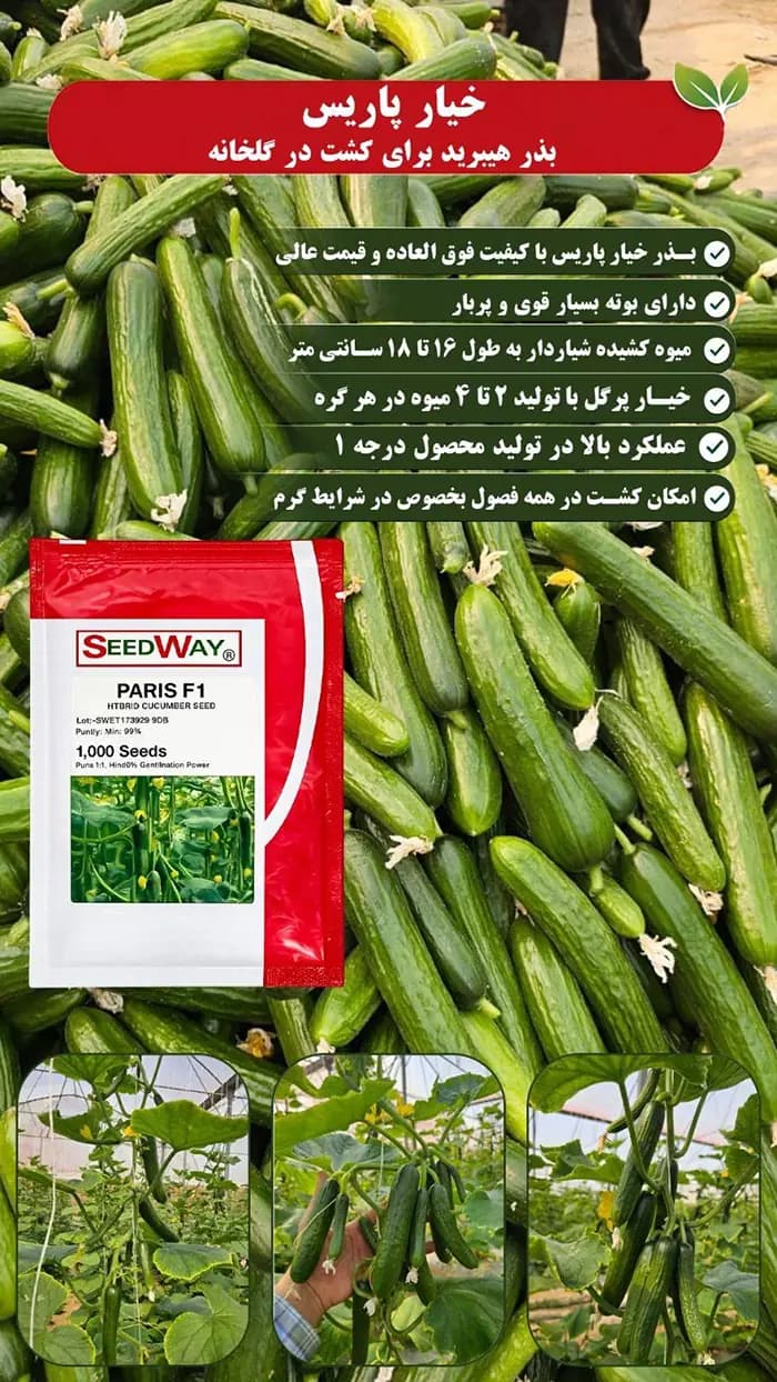 بذر خیار پاریس — تصویر ۷