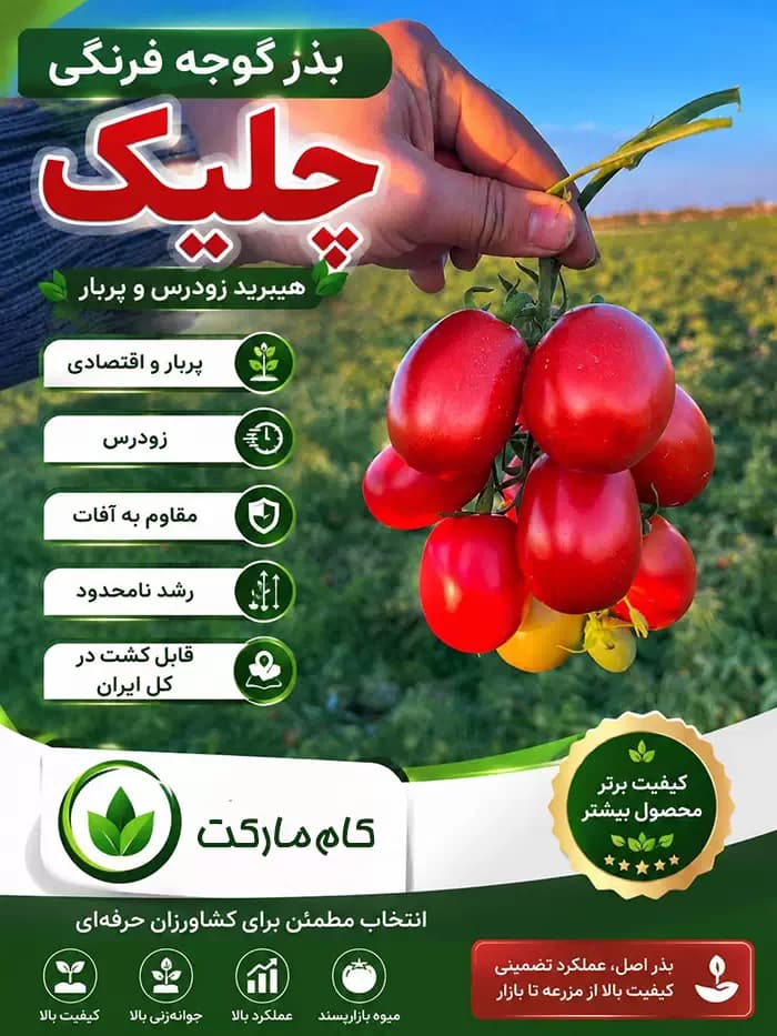 بذر گوجه فرنگی چلیک Chelik — تصویر ۳