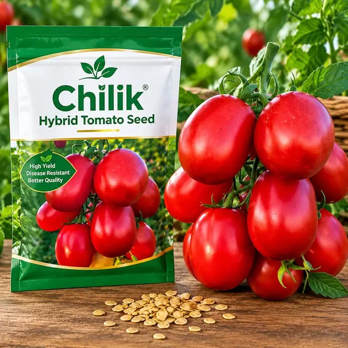 بذر گوجه فرنگی چلیک Chelik