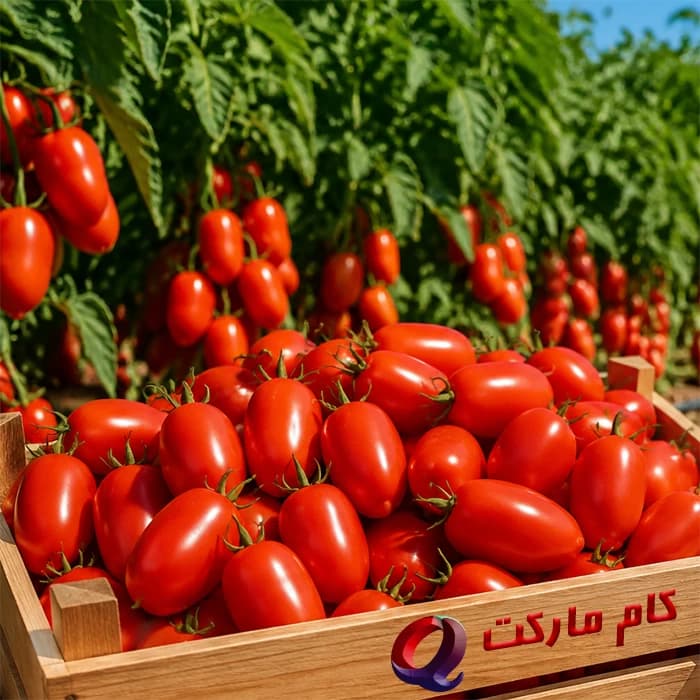 بذر گوجه‌ فرنگی تسلا Tesla F1 — تصویر ۲