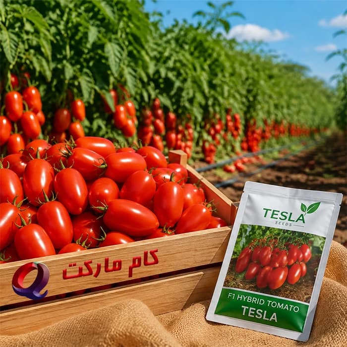 بذر گوجه‌ فرنگی تسلا Tesla F1