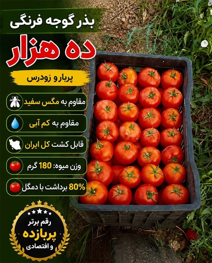 بذر گوجه فرنگی هیبرید ده هزار — تصویر ۳
