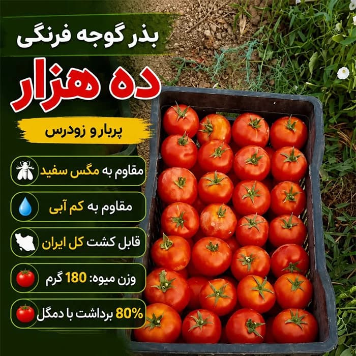 بذر گوجه فرنگی هیبرید ده هزار