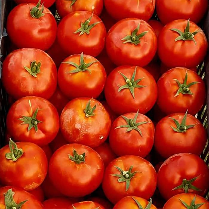 بذر گوجه فرنگی هیبرید ده هزار — تصویر ۲