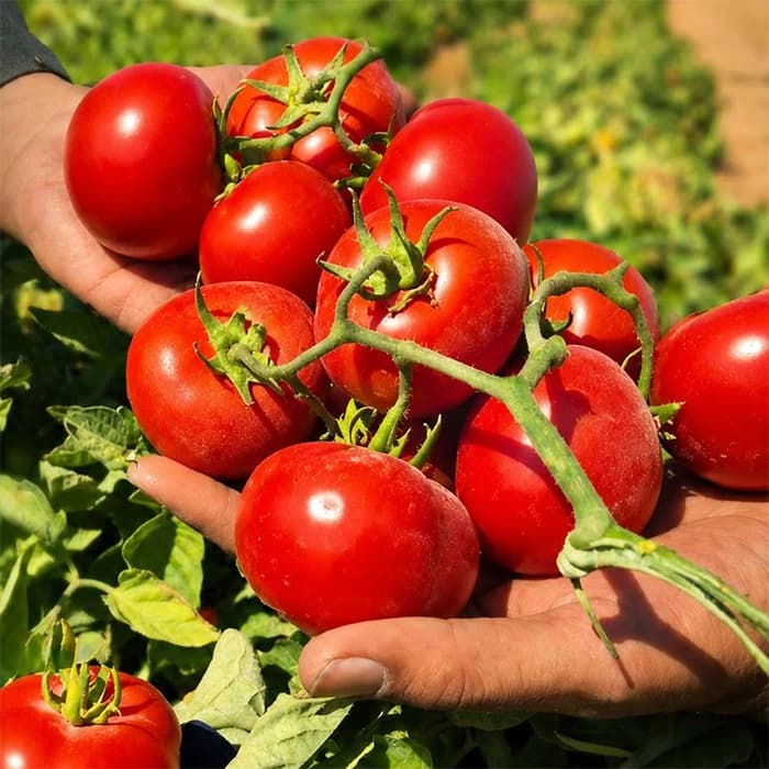 بذر گوجه فرنگی ثانی — تصویر ۲