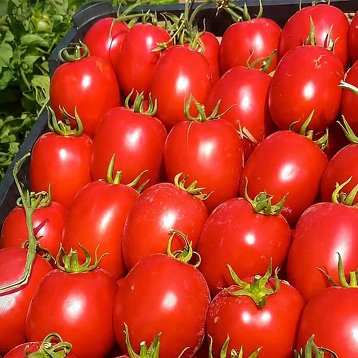 بذر گوجه فرنگی روکینا — تصویر ۲