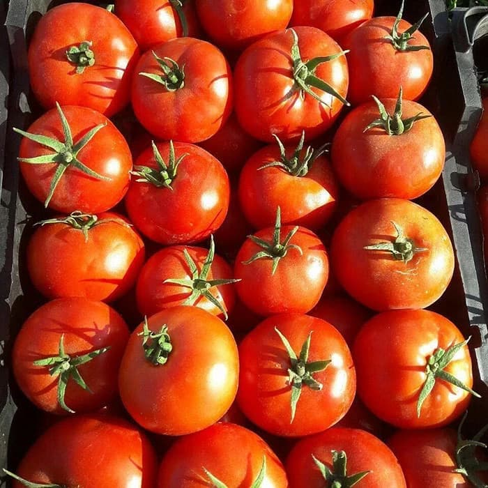 بذر گوجه مارال Maral — تصویر ۲