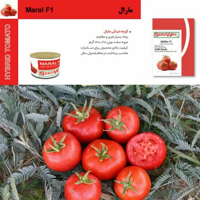 بذر گوجه مارال Maral — تصویر ۳