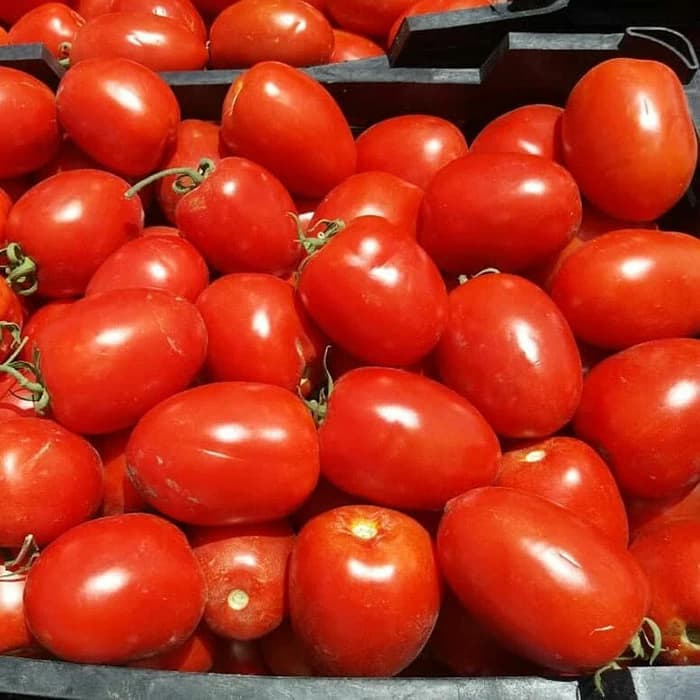 بذر گوجه دلار — تصویر ۲