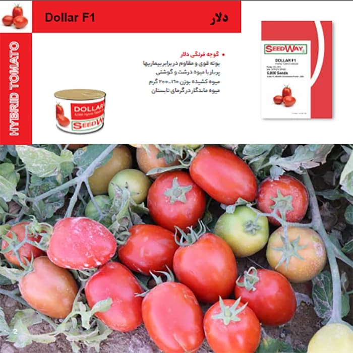 بذر گوجه دلار — تصویر ۴