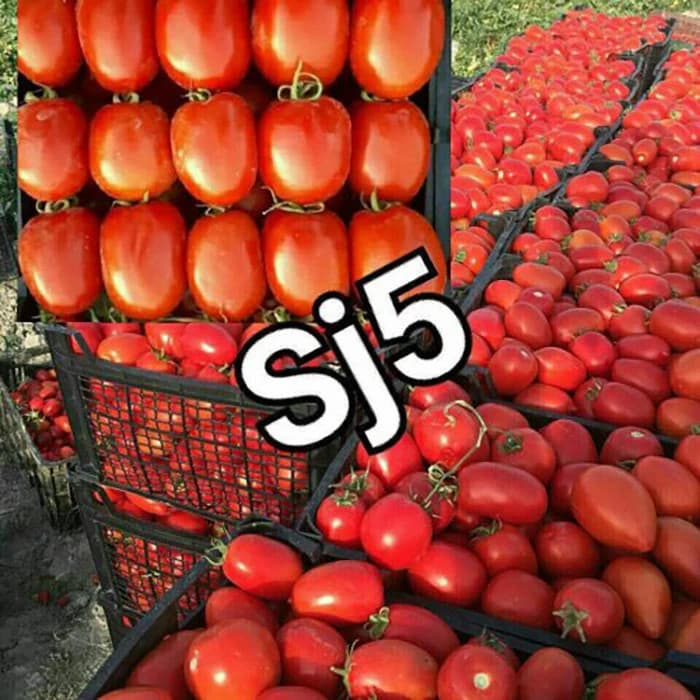 بذر گوجه اس جی 5 — تصویر ۲