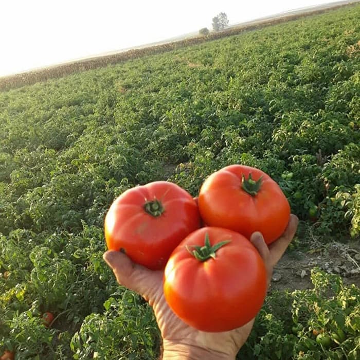 بذر گوجه 074 — تصویر ۵