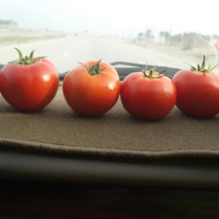بذر گوجه 074 — تصویر ۸