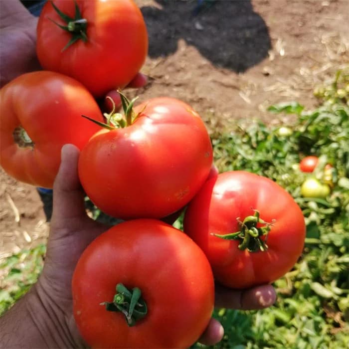 بذر گوجه 074 — تصویر ۲