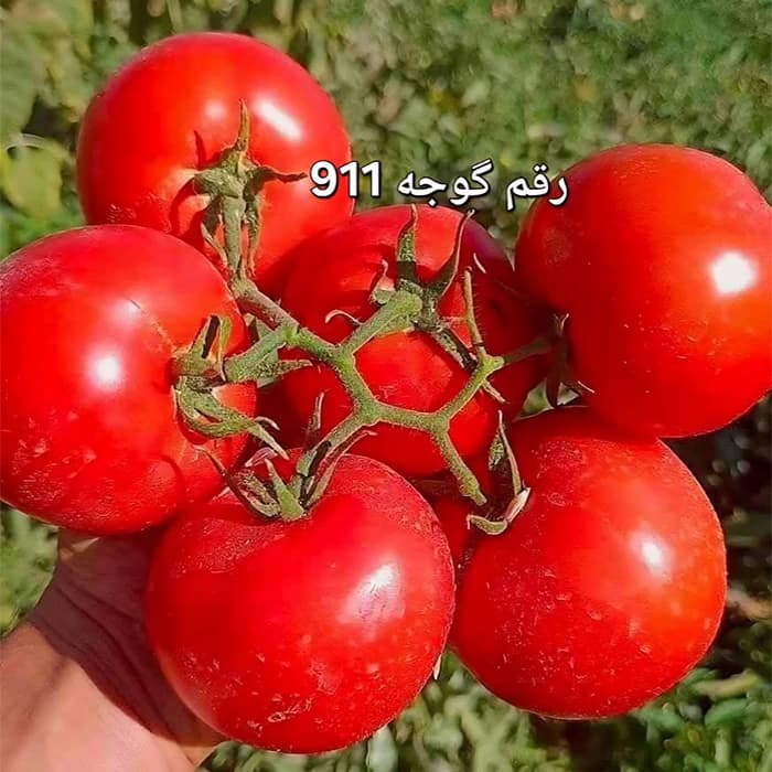 بذر گوجه CA 911 — تصویر ۴